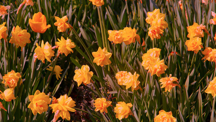 Fototapeta premium Nature aesthetics wallpaper. Yellow narcissus background