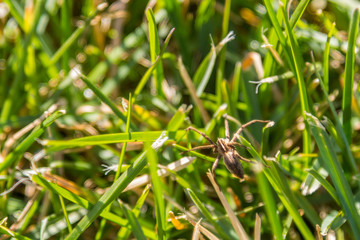 green grass background