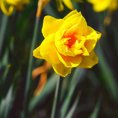 Flowers aesthetics wallpaper. Yellow narcissus background