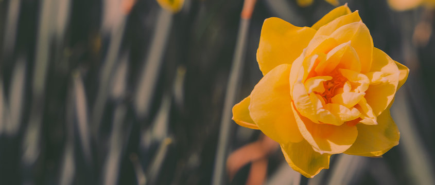 Flowers aesthetics wallpaper. Yellow narcissus background