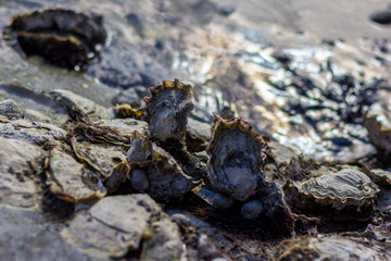 Oysters