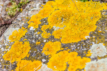 yellow lichen on rock