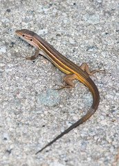 Mediterranean iberian sand lizard (Psammodromus hispanicus)