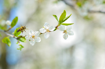 Spring green tree bloom and bee