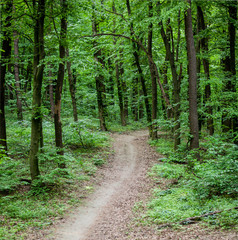 The path in a green summer forest