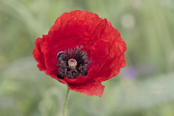 Papaver dubium long head poppy blindeyes beautiful flower of deep red color and medium size on green background light by flash