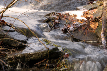 stream in the woods
