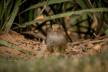 Thrush & Berries