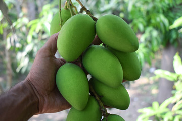 One person holding an ear of green colored mango hanging from a big tree in the nature