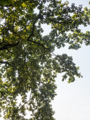 Oak tree branches against the sky