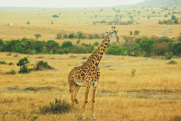 Giraffe in natural wild life at Masai Mara National Reserve. September 2, 2013