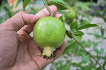 Person holding a small green color pomegranate fruit in his hand gently