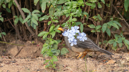 Thrush & Berries
