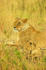 Lions and her cubs at Masai Mara National Reserve  Sep 2nd 2013