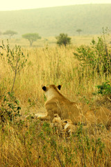 Lions and her cubs at Masai Mara National Reserve  Sep 2nd 2013