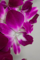 Fototapeta na wymiar Purple orchid flowers closeup 