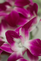 Fototapeta na wymiar Purple orchid flowers closeup 