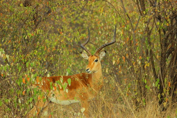 Gracefull Gazelles herd at Maasai Mara National Reserve
