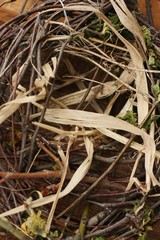 Homemade nest of branches and leaves macro 