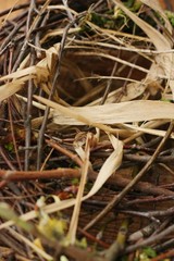 Homemade nest of branches and leaves macro 