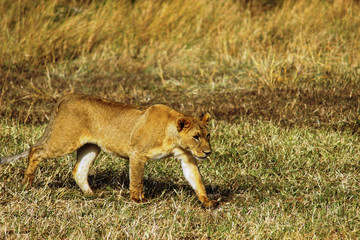 Young lion resting alone at Maasai Mara. 2th September 2013