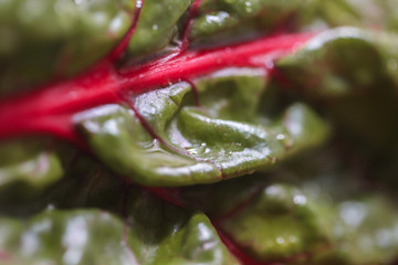 Fototapeta premium Closeup rainbow chard