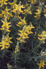 Genista hirsutum mediterranean needle leaved and flax broom thorny shrub with deep yellow flowers clothed as small tufts