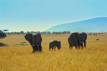 Elephant herd walking in the middle of savannah at Maasai Mara, 2th September 2013