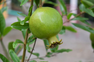 Single pomegranate fruit hanging from a pomegranate tree,,looking very healthy