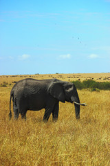 Elephant alone walking in the middle of savannah at Maasai Mara, 2th September 2013
