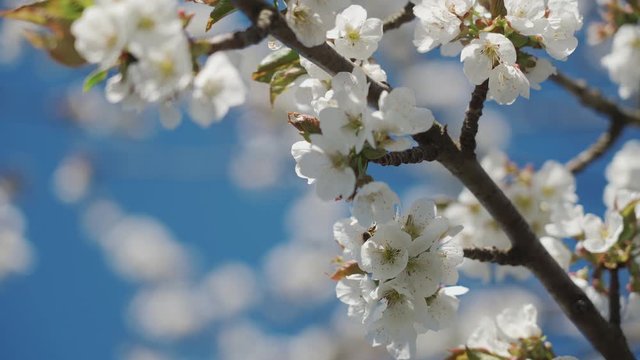 Beautiful cherry branch in spring white blossom on a bright blue sky background. The bee collects pollen and honey from the cherry blossom. 4k