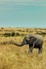 Elephant alone walking in the middle of savannah at Maasai Mara, 2th September 2013
