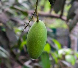 Single green colored mango fruit hanging from a big mango tree in the wild nature