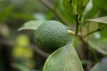 Small piece of a fresh lime green colored lemon hanging in a lemon tree