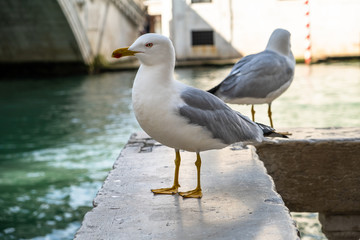 Gabbiani in posa a Venezia