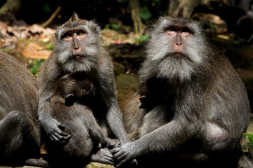Monkey Family Portrait, Ubud, Bali, Indonesia