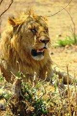 Lion resting alone at Maasai Mara, 2th September 2013