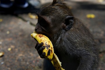 Monkey eating banana, Ubud, Bali, Indonesia