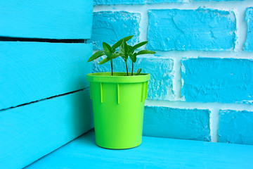 A flower sprout in a green pot stands against a sky-blue color brick and a wooden wall in a corner...