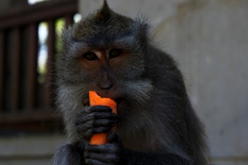 Monkey Eating a Carrot, Ubud, Bali, Indonesia