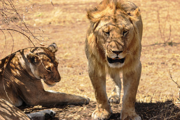 Young lion couple in love. They are in middle of a savannah at Maasai Mara.