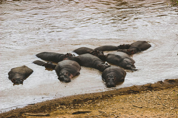 Hippos enjoying a bath in the lake. Maasai Mara, 2th September 2013