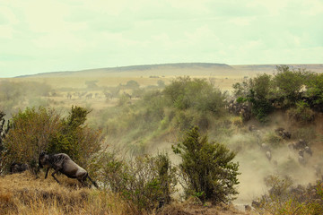 Wildebeest herd migrating to a safe place into the savannah at Maasai Mara National Reserve, Kenya....