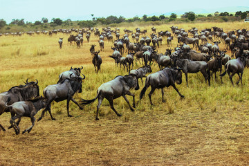 Wildebeest herd migrating to a safe place into the savannah at Maasai Mara National Reserve, Kenya. September 2, 2013