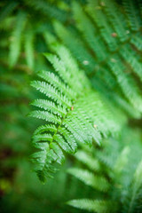 Fern green leaves