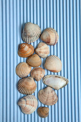 Summer sea shells on a blue background, top view