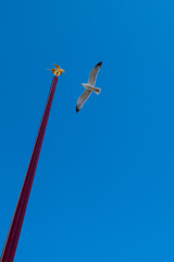 Gabbiano in volo a Venezia in piazza San Marco