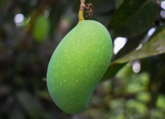 A green colored mango fruit hanging from a big mango tree in the wild nature