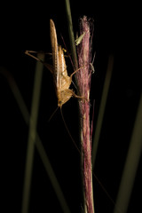 The little grasshopper.