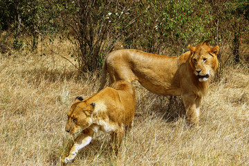 Young lion couple in love. They are in middle of a savannah at Maasai Mara.